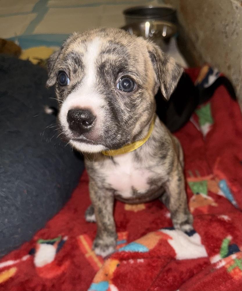 Enlarge Primrose, a Adoptable mixed breed in Warr Acres, OK image 1/6