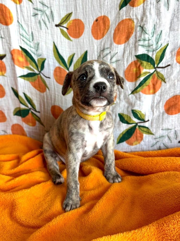 Enlarge Primrose, a Adoptable mixed breed in Warr Acres, OK image 2/6