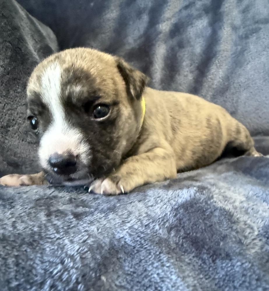 Enlarge Primrose, a Adoptable mixed breed in Warr Acres, OK image 3/6