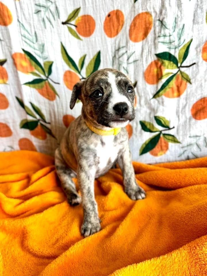 Enlarge Primrose, a Adoptable mixed breed in Warr Acres, OK image 4/6