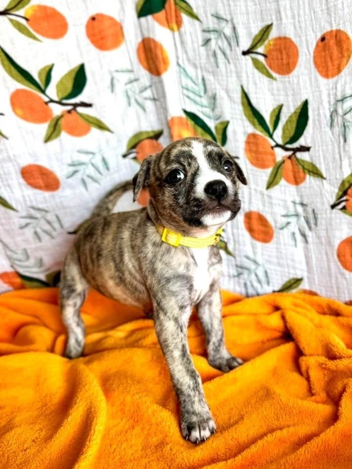 Enlarge Primrose, a Adoptable mixed breed in Warr Acres, OK image 5/6