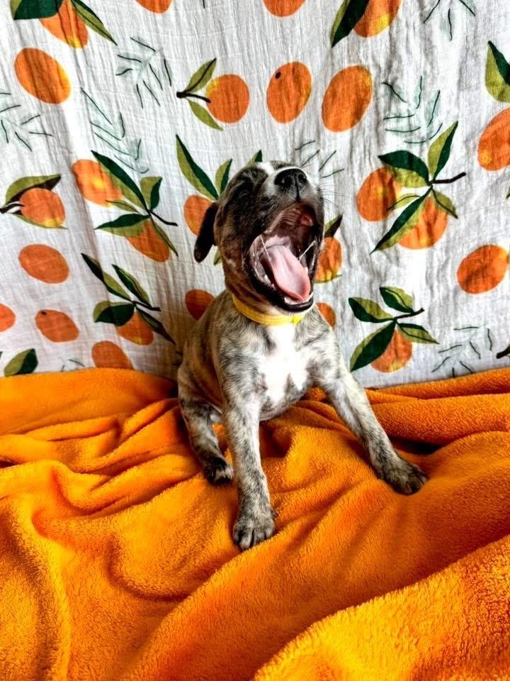Enlarge Primrose, a Adoptable mixed breed in Warr Acres, OK image 6/6