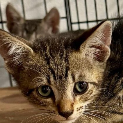 Kind Kitties (Leopard, Russian Blue, Black)