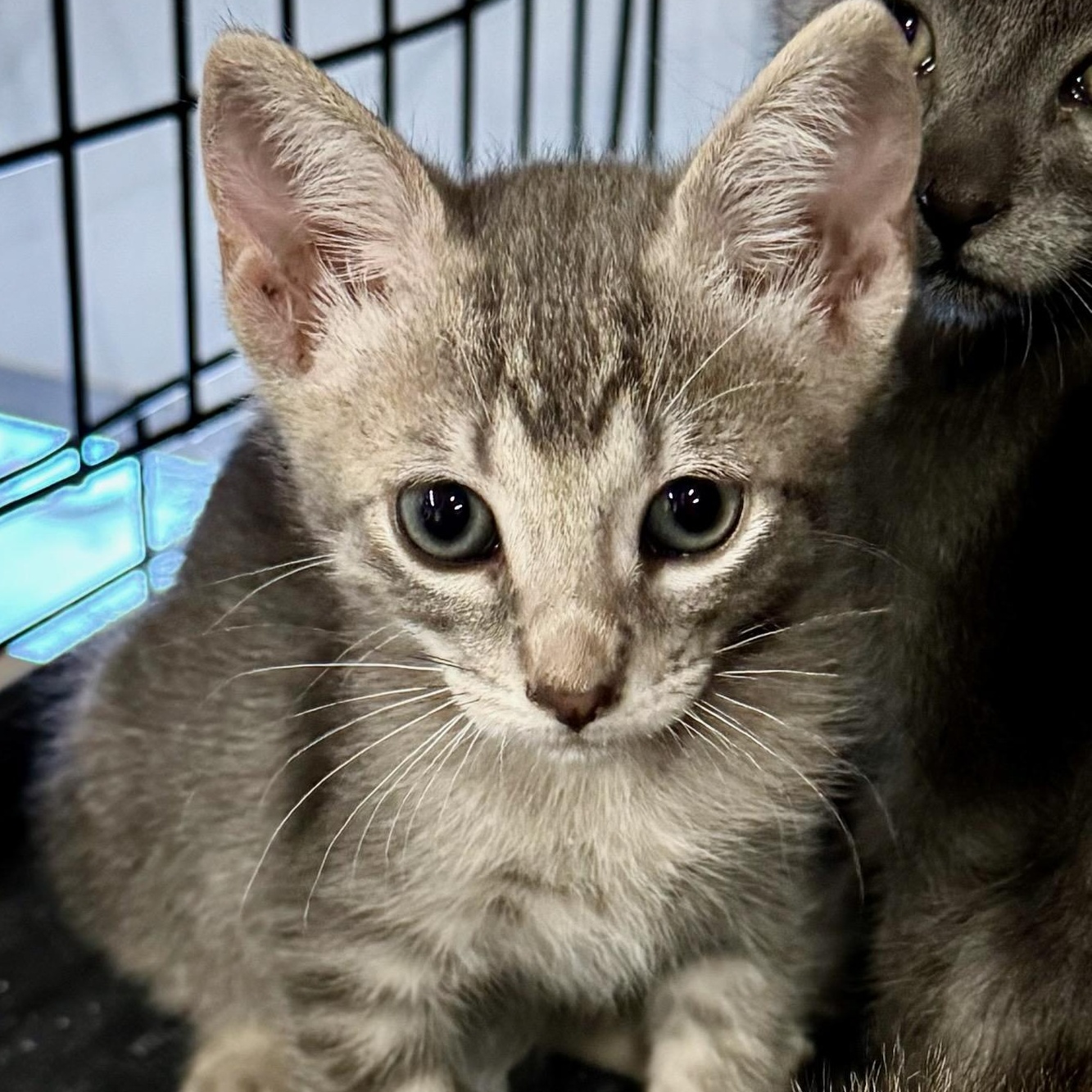 Kind Kitties (Leopard, Russian Blue, Black)