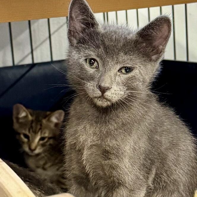 Kind Kitties (Leopard, Russian Blue, Black)