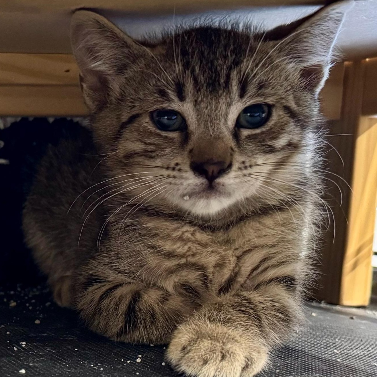 Kind Kitties (Leopard, Russian Blue, Black)