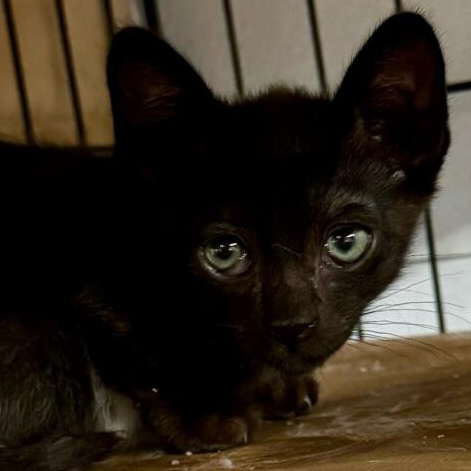 Kind Kitties (Leopard, Russian Blue, Black)