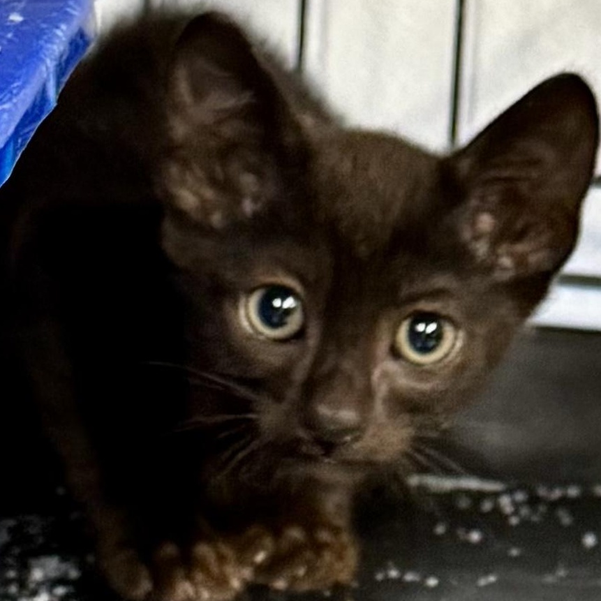 Kind Kitties (Leopard, Russian Blue, Black)