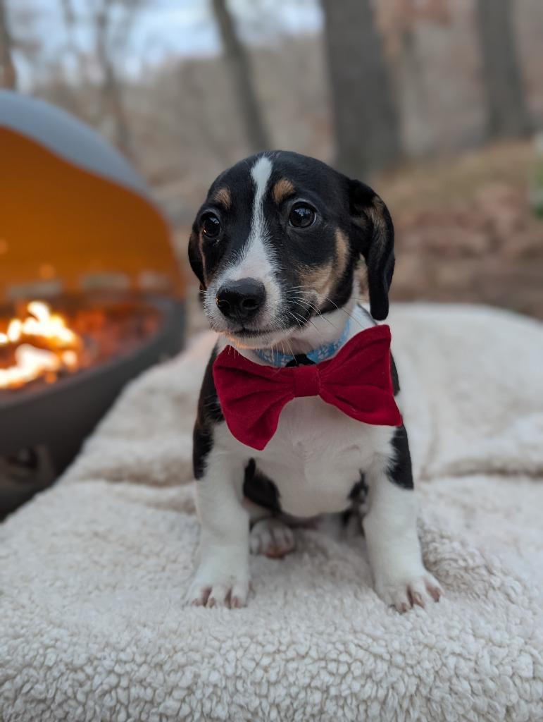 Graham, Adoptable, Puppy Male Hound & Mixed Breed.