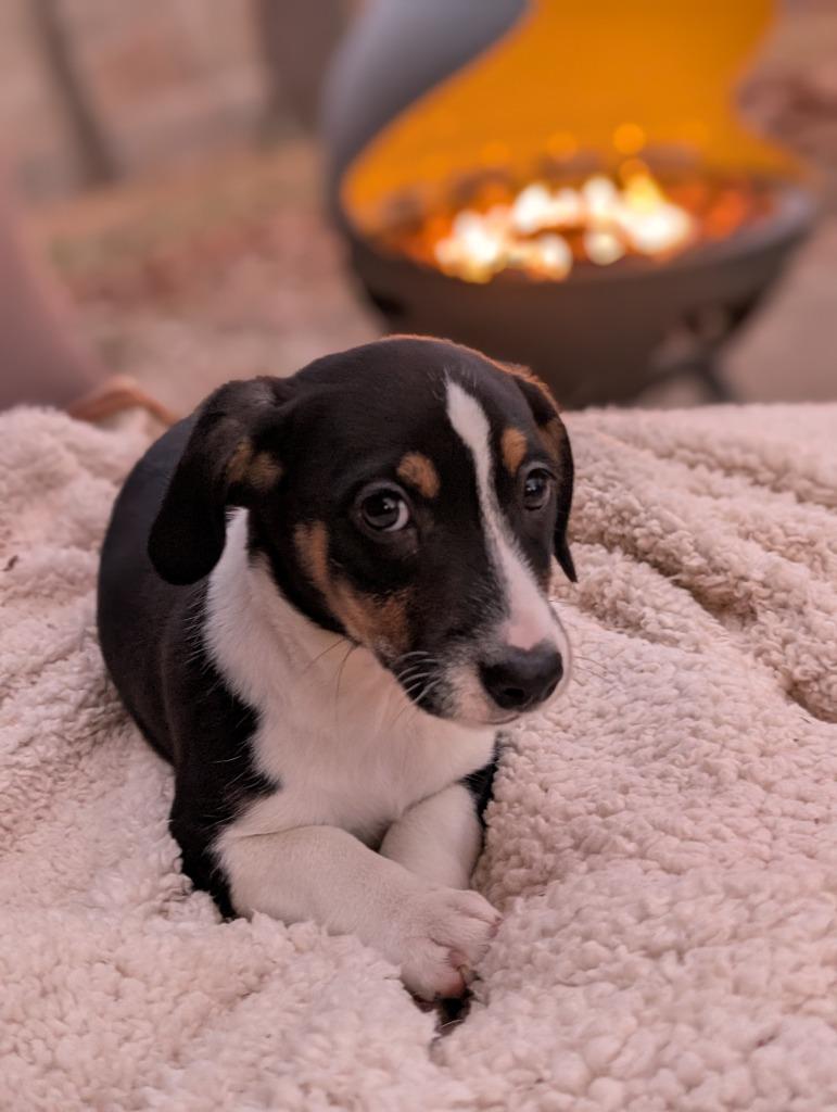 Enlarge Graham, a Adoptable mixed breed in Fayetteville, AR image 2/4