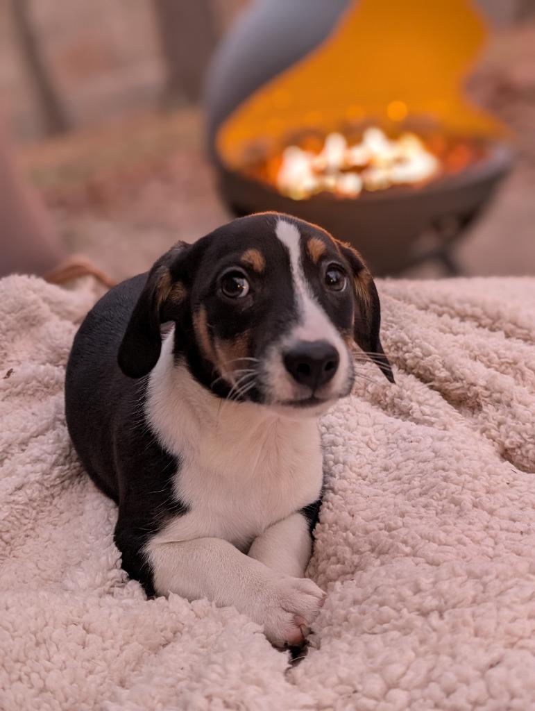 Enlarge Graham, a Adoptable mixed breed in Fayetteville, AR image 3/4