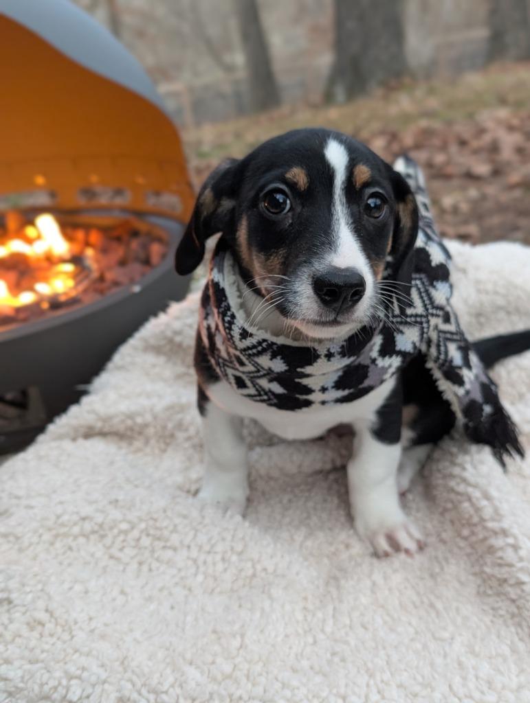 Enlarge Graham, a Adoptable mixed breed in Fayetteville, AR image 4/4