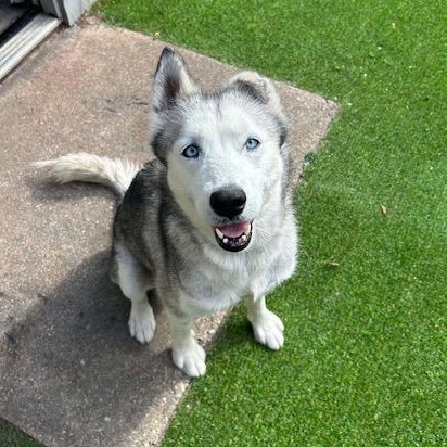 Molly, ADOPTABLE, Young Female Husky.