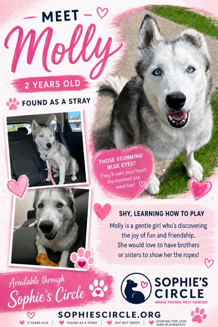 Enlarge Molly, a ADOPTABLE Husky in New Smyrna Beach, FL image 4/4