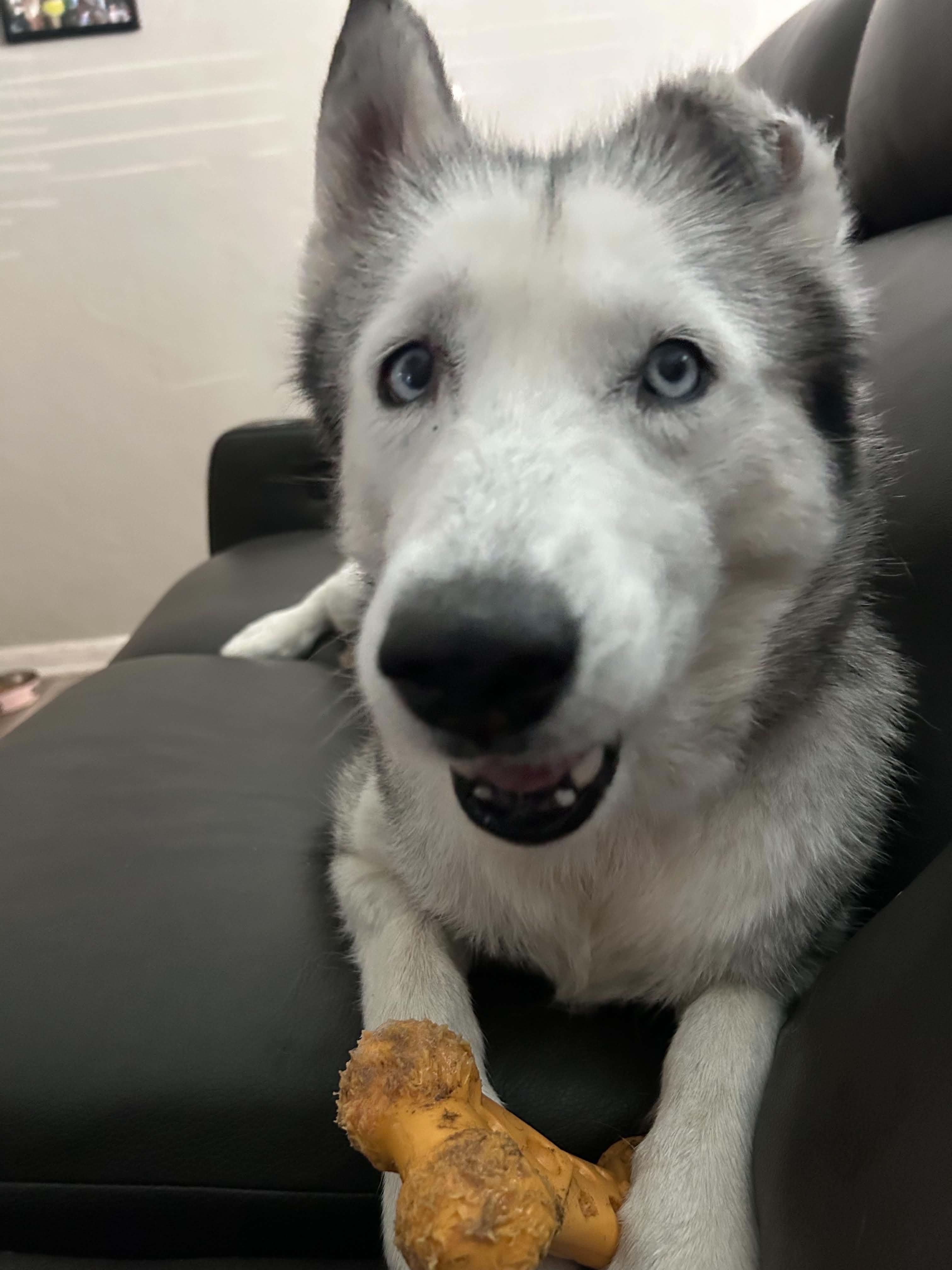 Enlarge Molly, a ADOPTABLE Husky in New Smyrna Beach, FL image 3/4