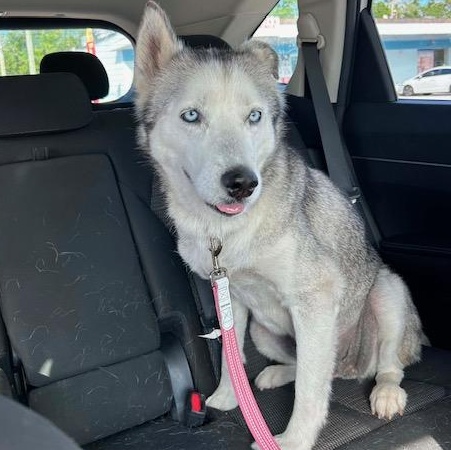 Enlarge Molly, a ADOPTABLE Husky in New Smyrna Beach, FL image 2/4