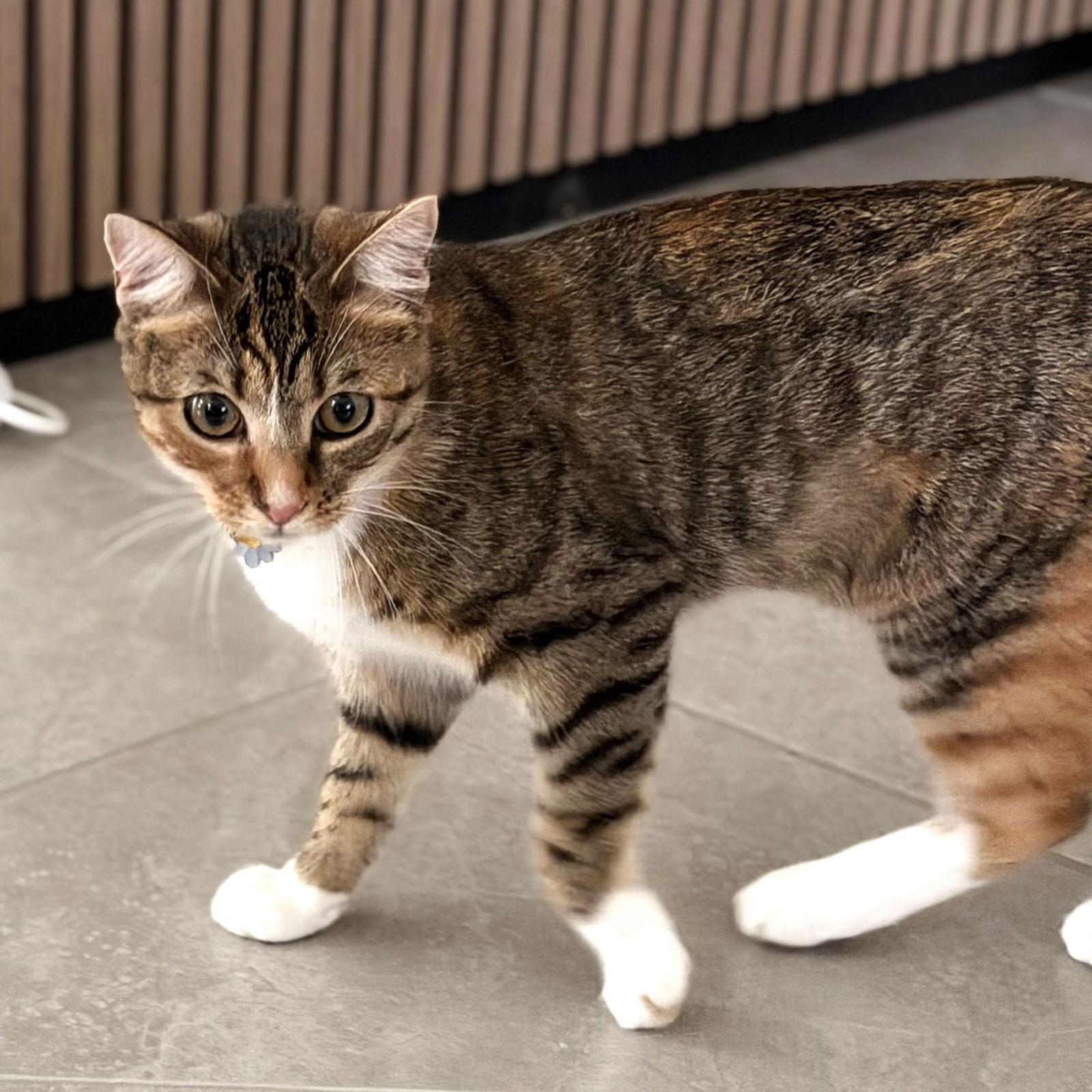 Storm, Adoptable, Young Female Domestic Short Hair.