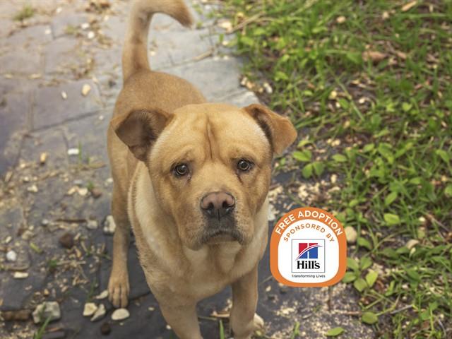 Enlarge CHEESEBURGER, a Adoptable mixed breed in Phoenix, AZ image 1/1