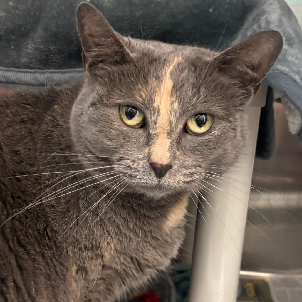Mia, Adoptable, Senior Female Domestic Short Hair.