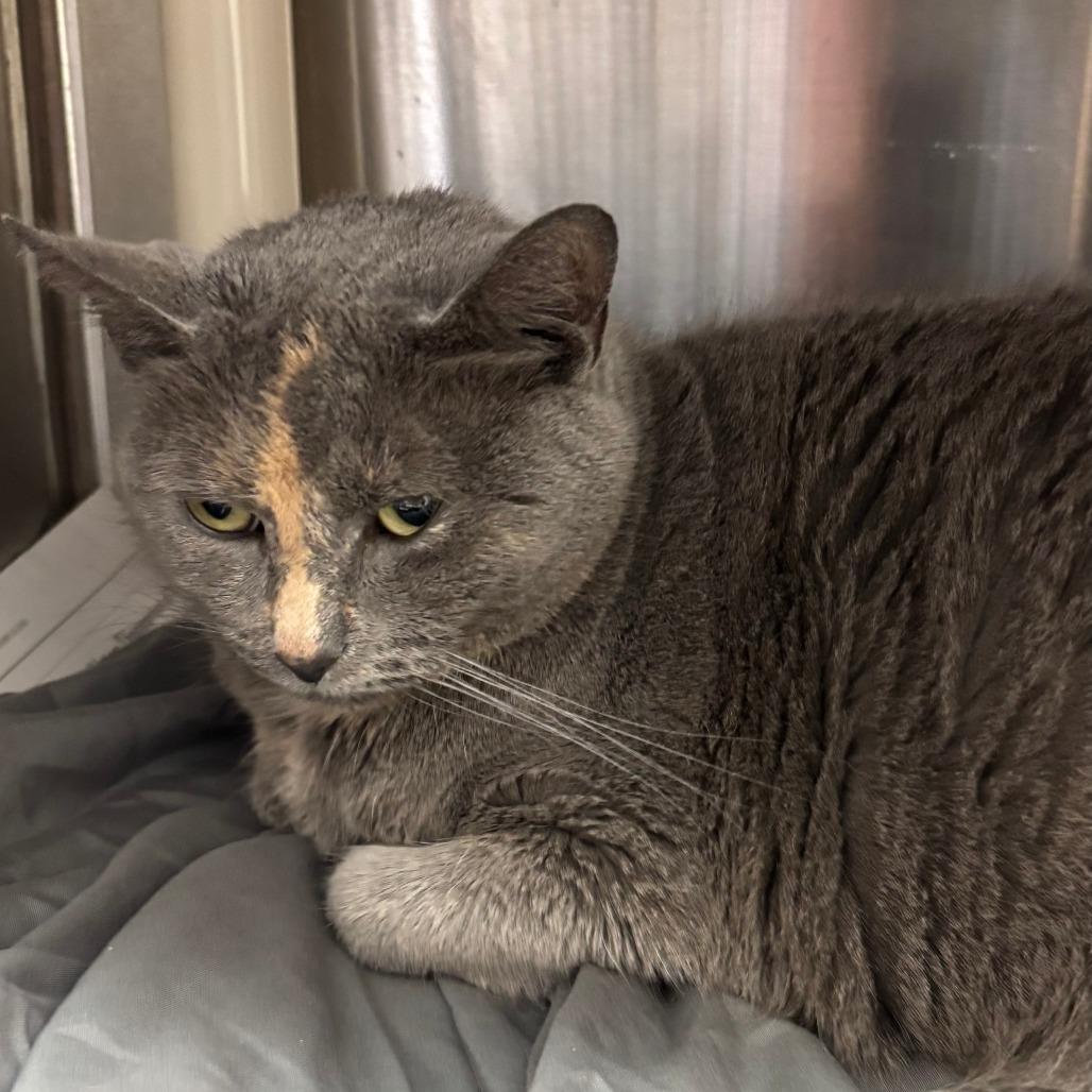 Enlarge Mia, a Adoptable Domestic Short Hair in Philadelphia, PA image 1/4