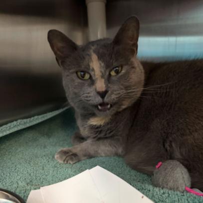Mia, a Adoptable Domestic Short Hair in Philadelphia, PA image 2/6