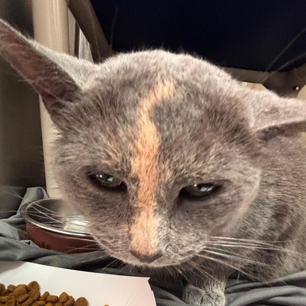 Enlarge Mia, a Adoptable Domestic Short Hair in Philadelphia, PA image 2/4