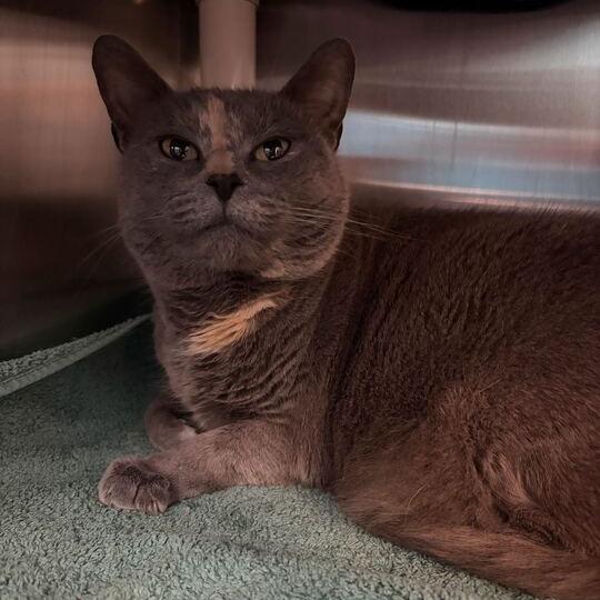 Mia, a Adoptable Domestic Short Hair in Philadelphia, PA image 3/6