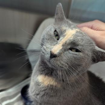 Mia, a Adoptable Domestic Short Hair in Philadelphia, PA image 4/6