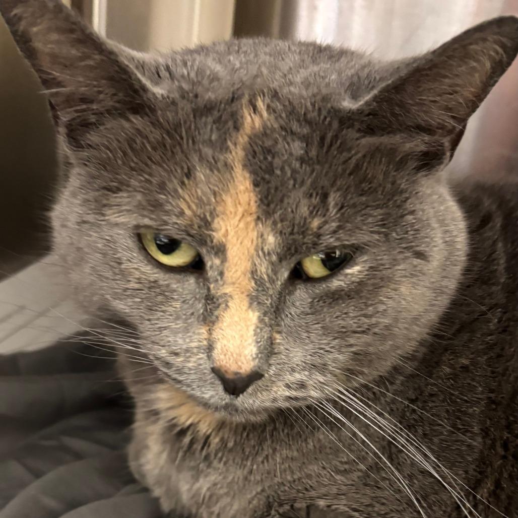 Enlarge Mia, a Adoptable Domestic Short Hair in Philadelphia, PA image 4/4