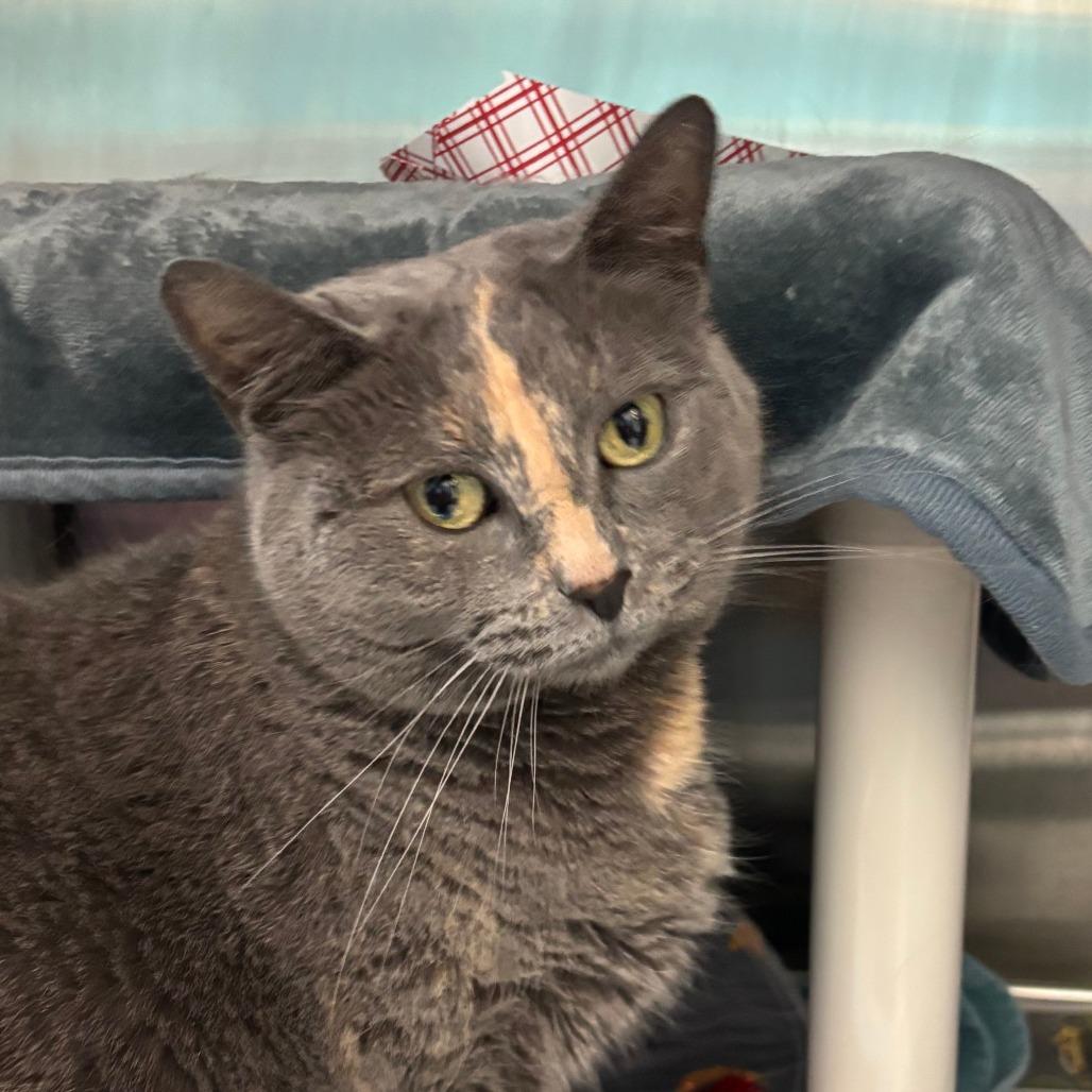 Mia, a Adoptable Domestic Short Hair in Philadelphia, PA image 5/6