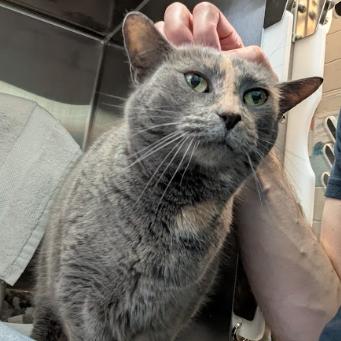 Mia, a Adoptable Domestic Short Hair in Philadelphia, PA image 6/6