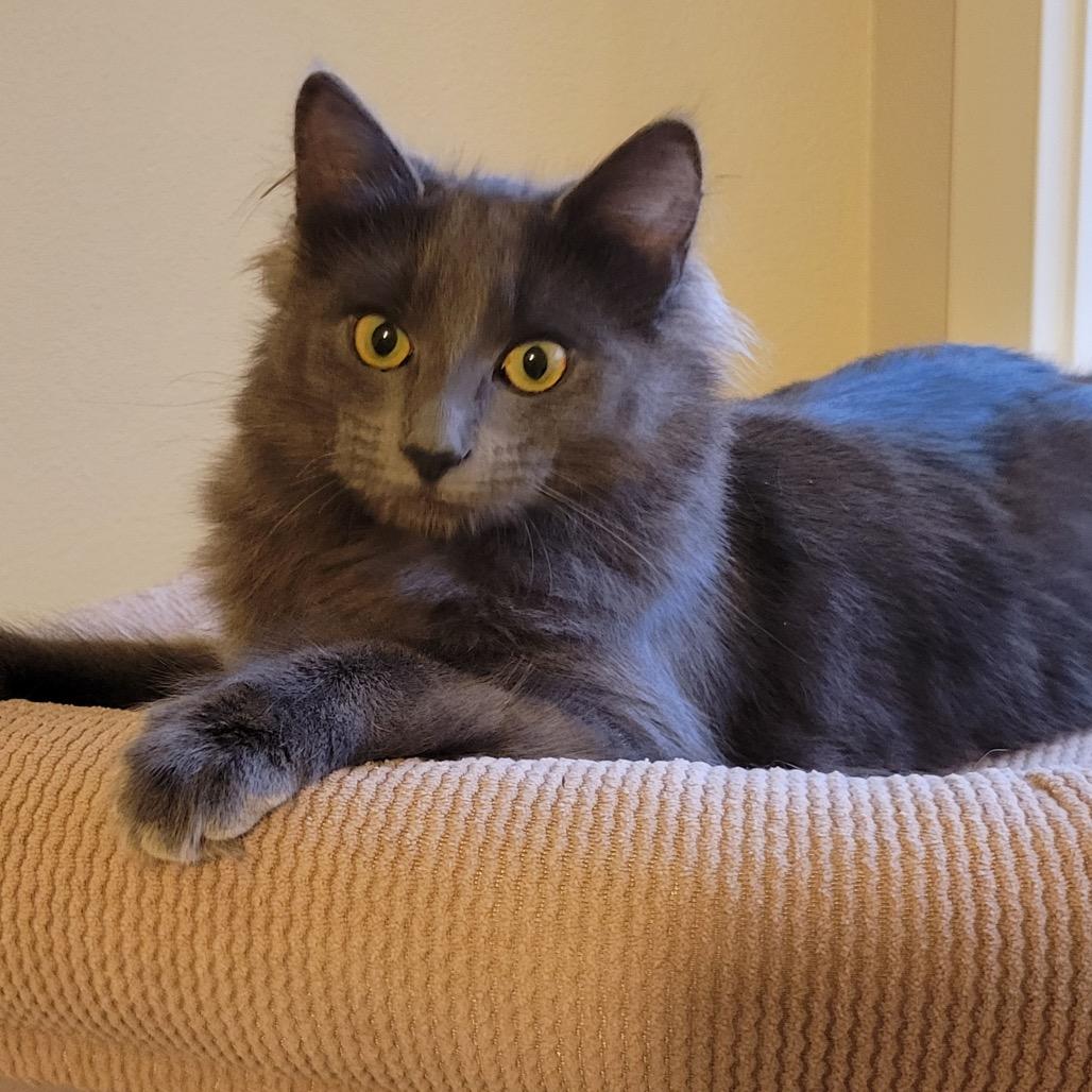Chloe, Adoptable, Young Female Domestic Long Hair.