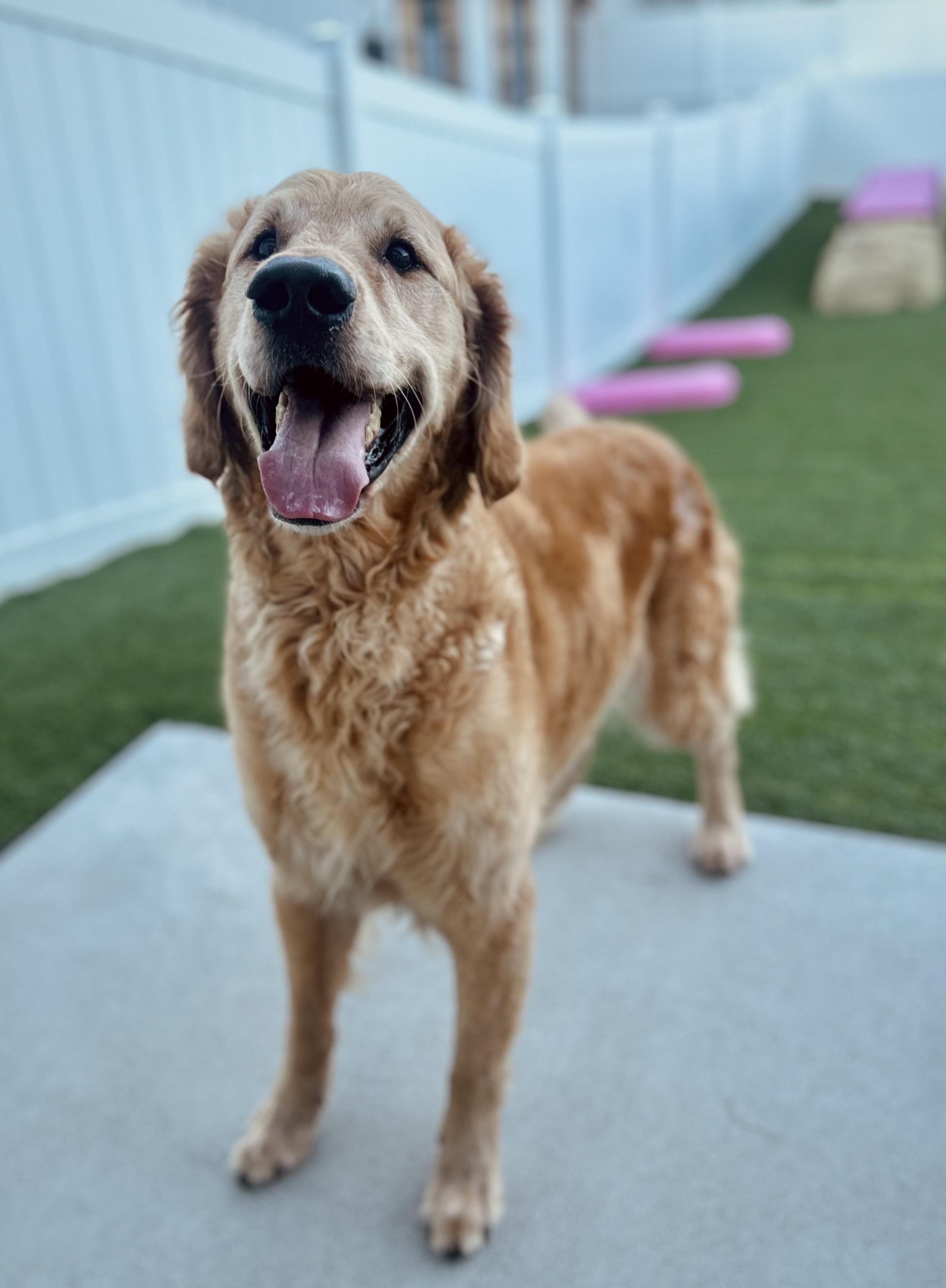 Enlarge Morsal, an adopted Golden Retriever in O'Fallon, MO image 1/1