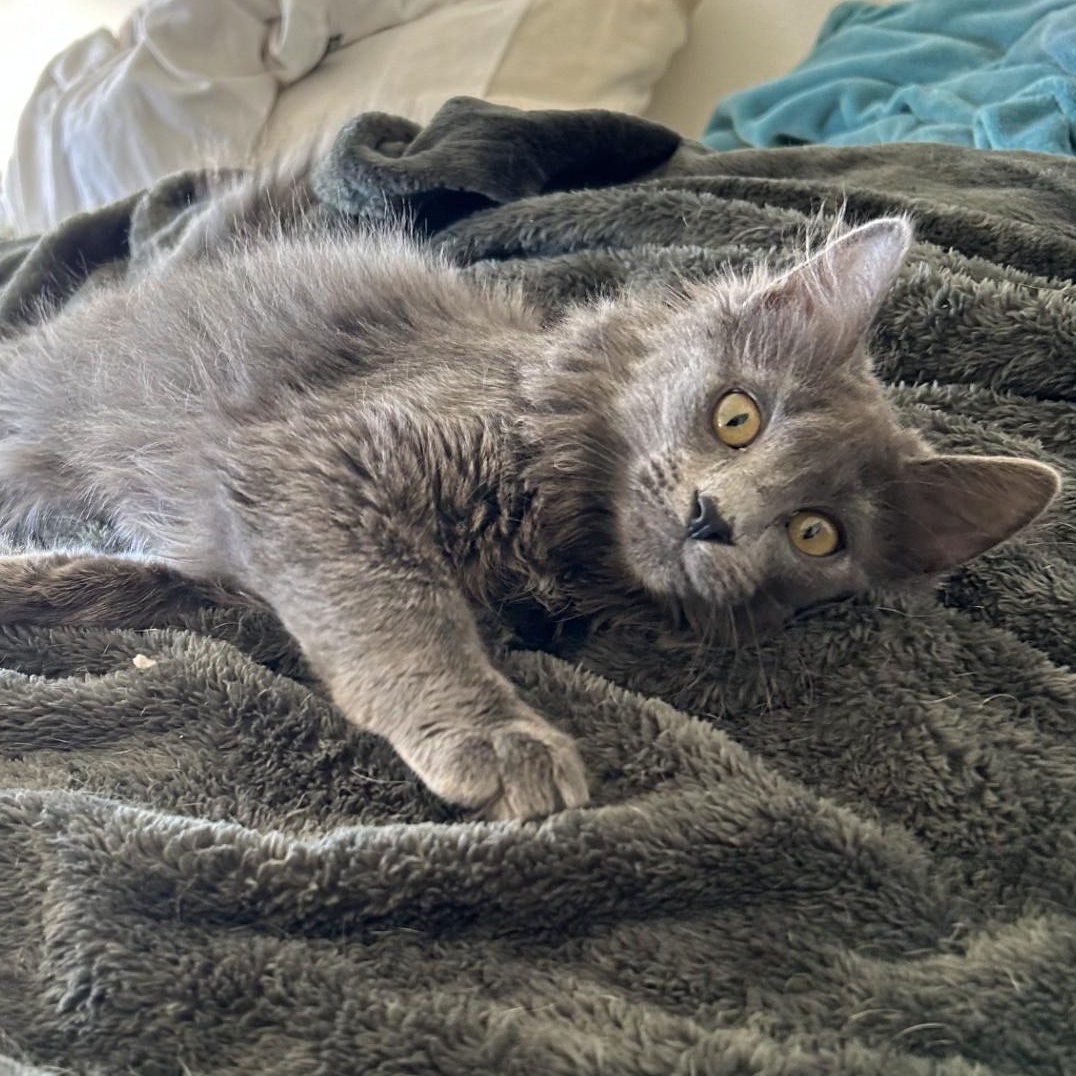 Buddy, adopted, Kitten Male Domestic Long Hair.