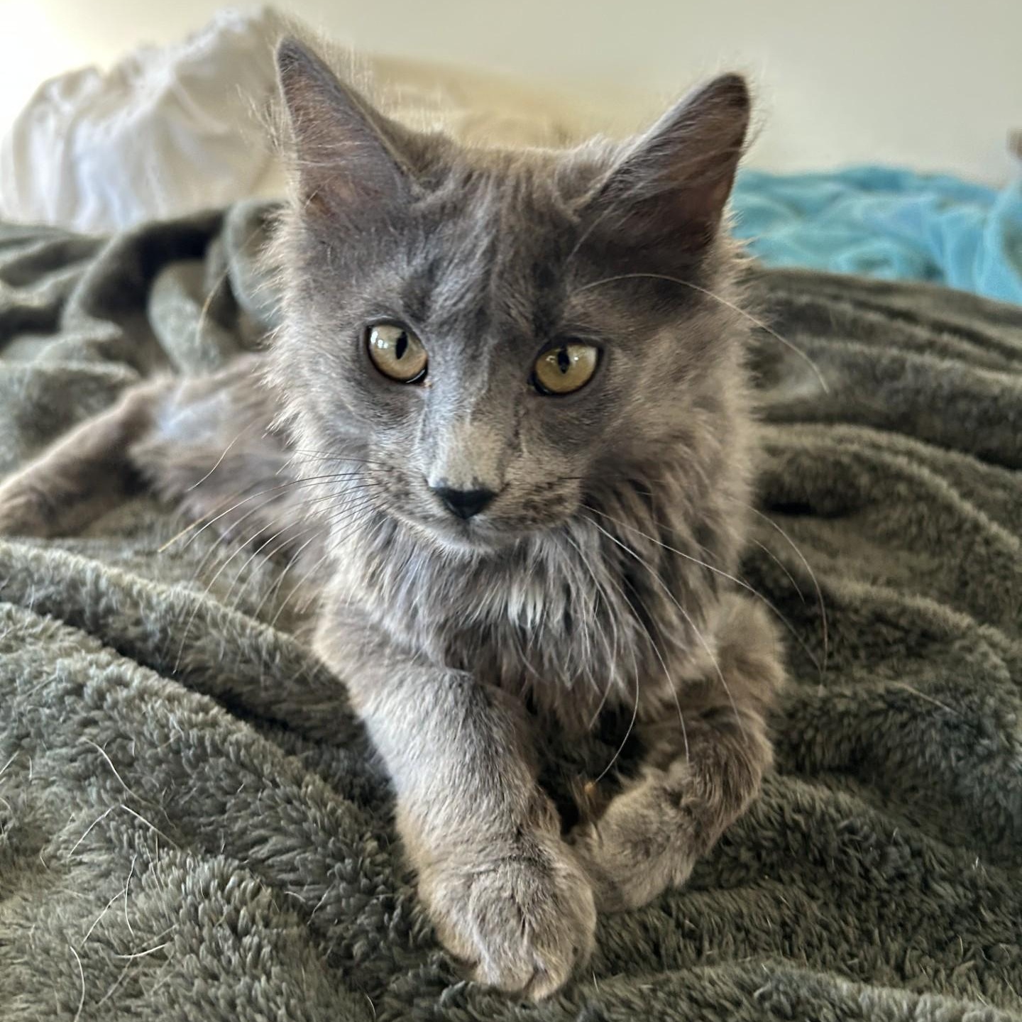Enlarge Buddy, an adopted Domestic Long Hair in Springdale, AR image 2/3