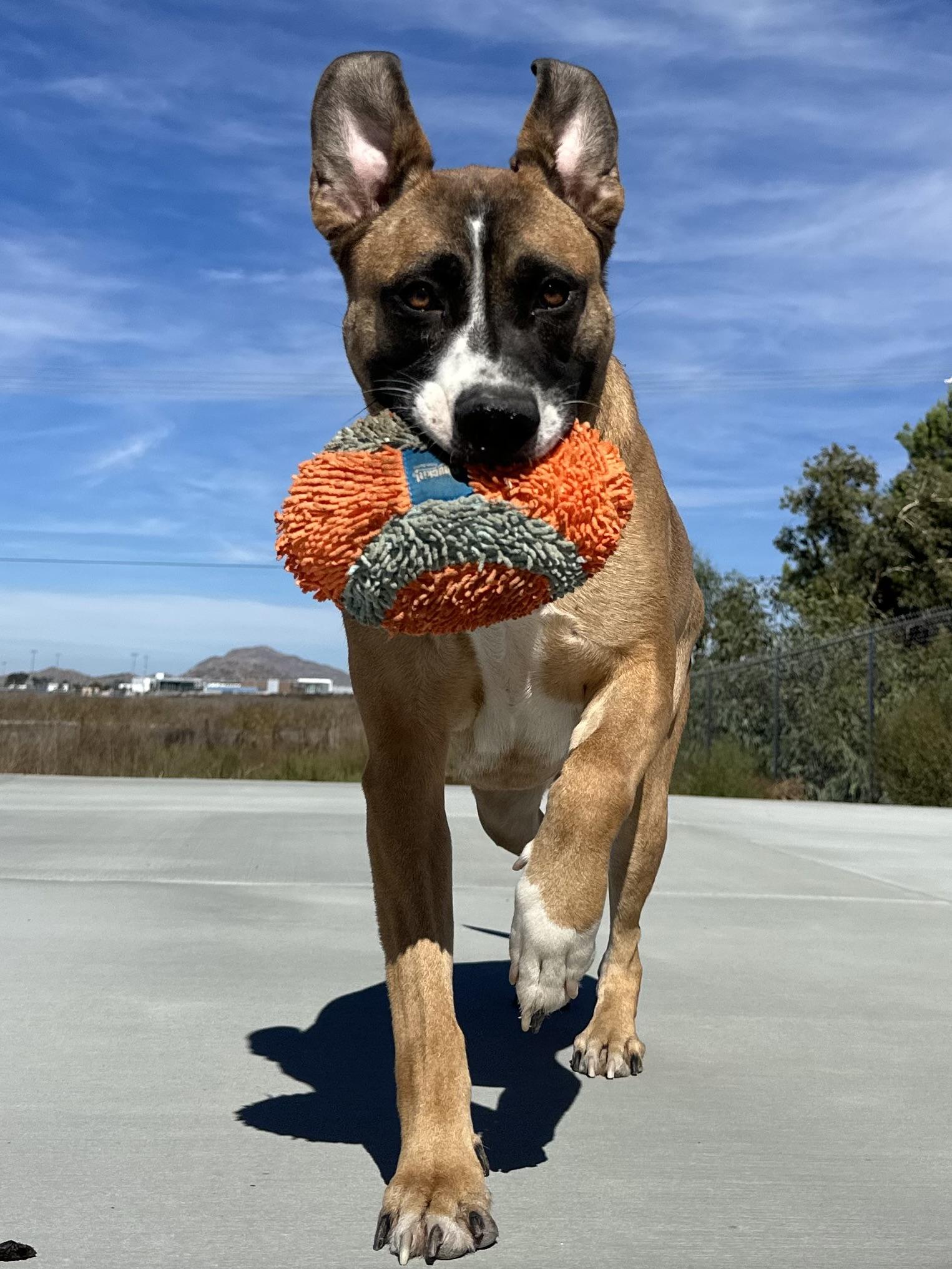 Enlarge Bonnie, a Adoptable mixed breed in Winchester, CA image 1/6