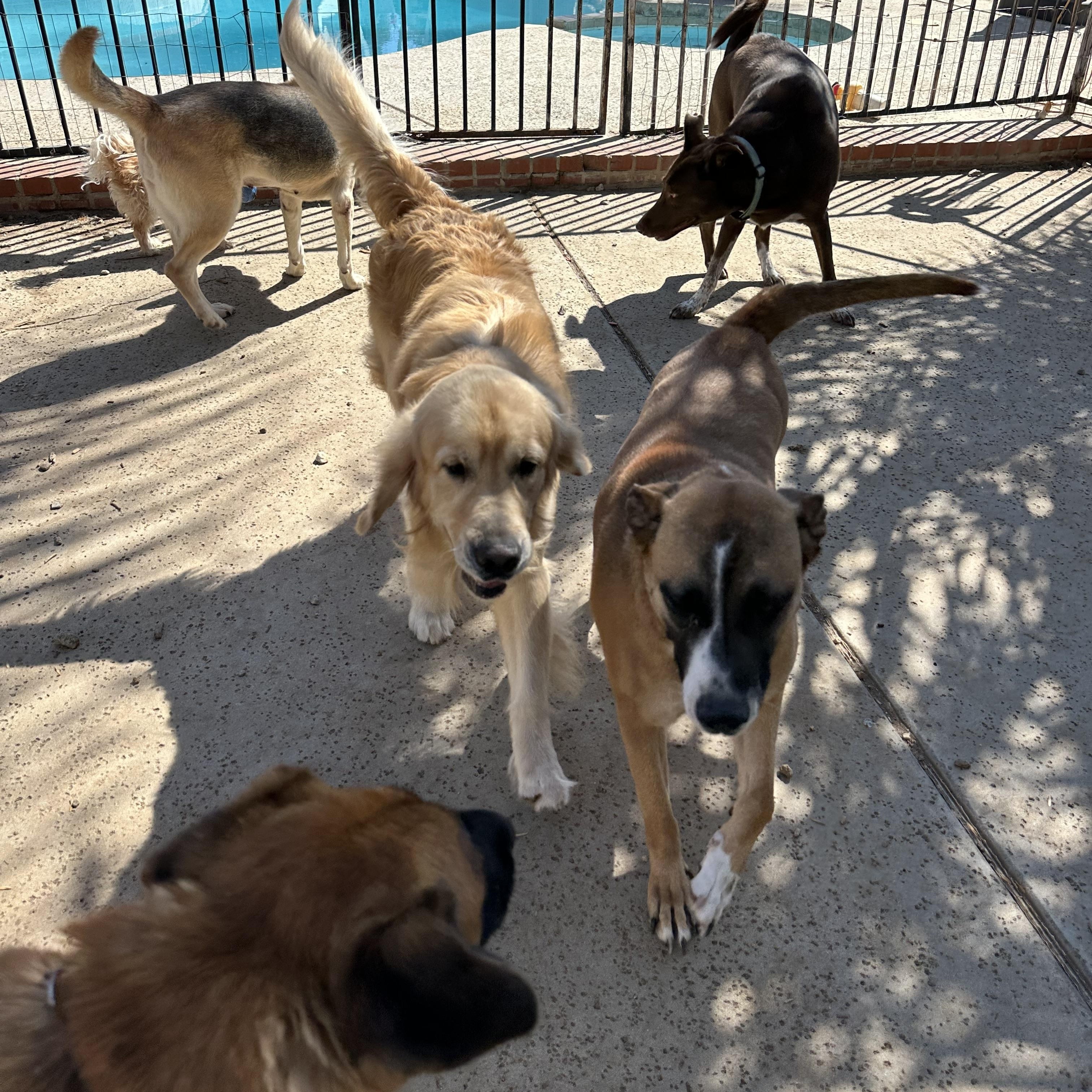 Enlarge Bonnie, a Adoptable mixed breed in Winchester, CA image 6/6