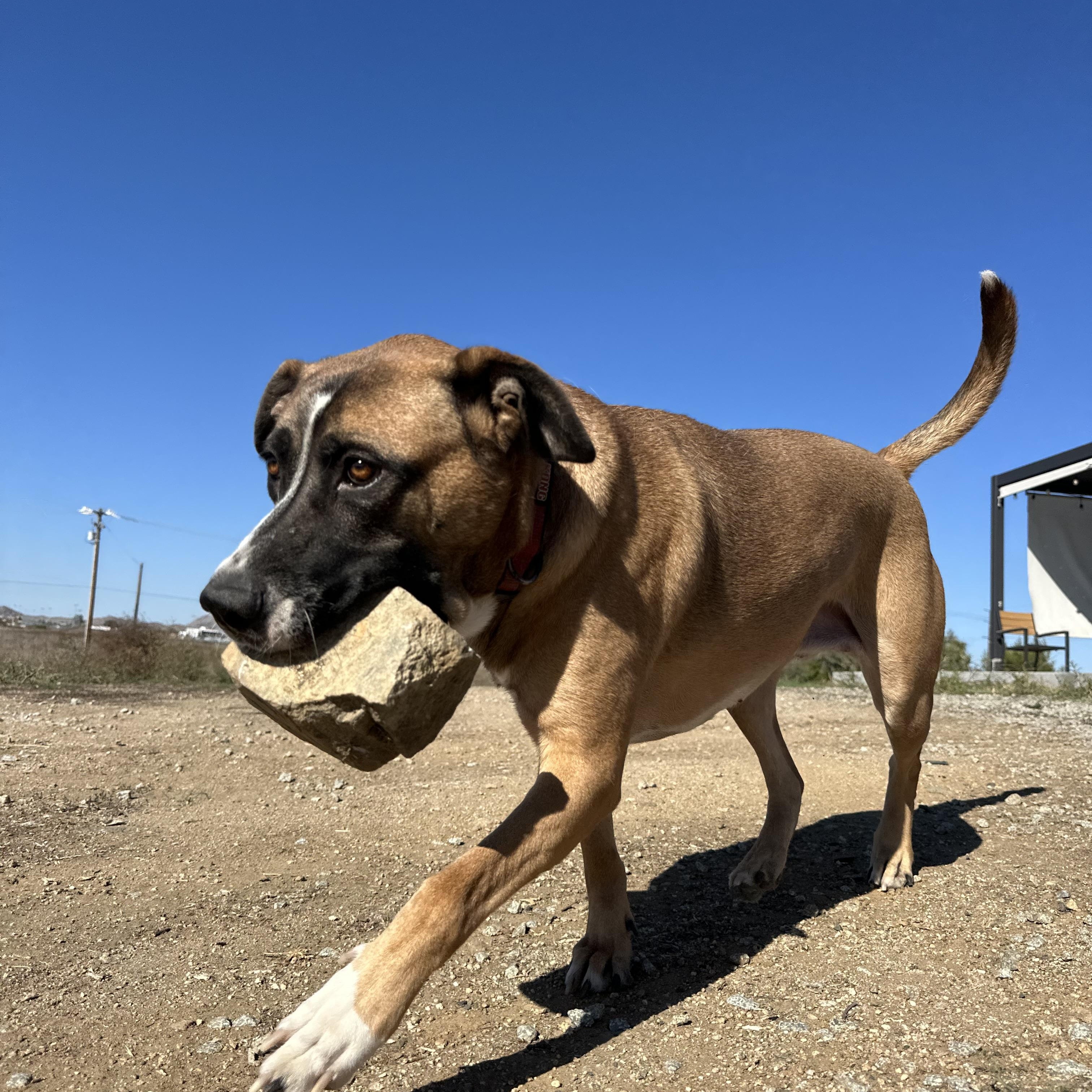 Enlarge Bonnie, a Adoptable mixed breed in Winchester, CA image 5/6