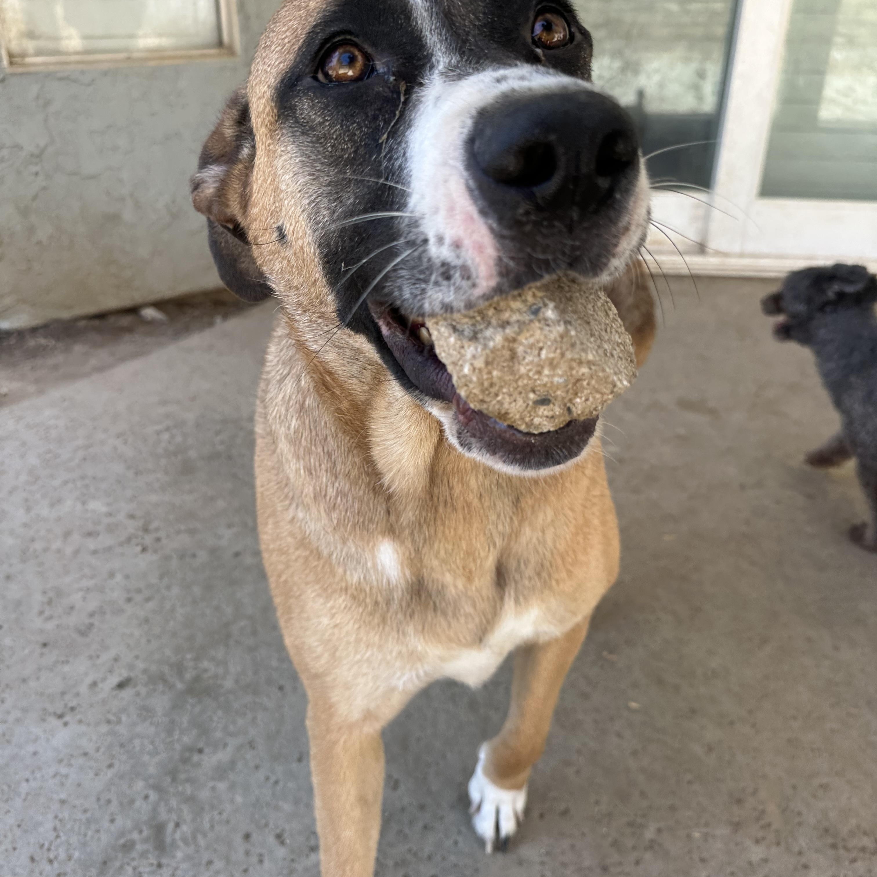 Enlarge Bonnie, a Adoptable mixed breed in Winchester, CA image 2/6