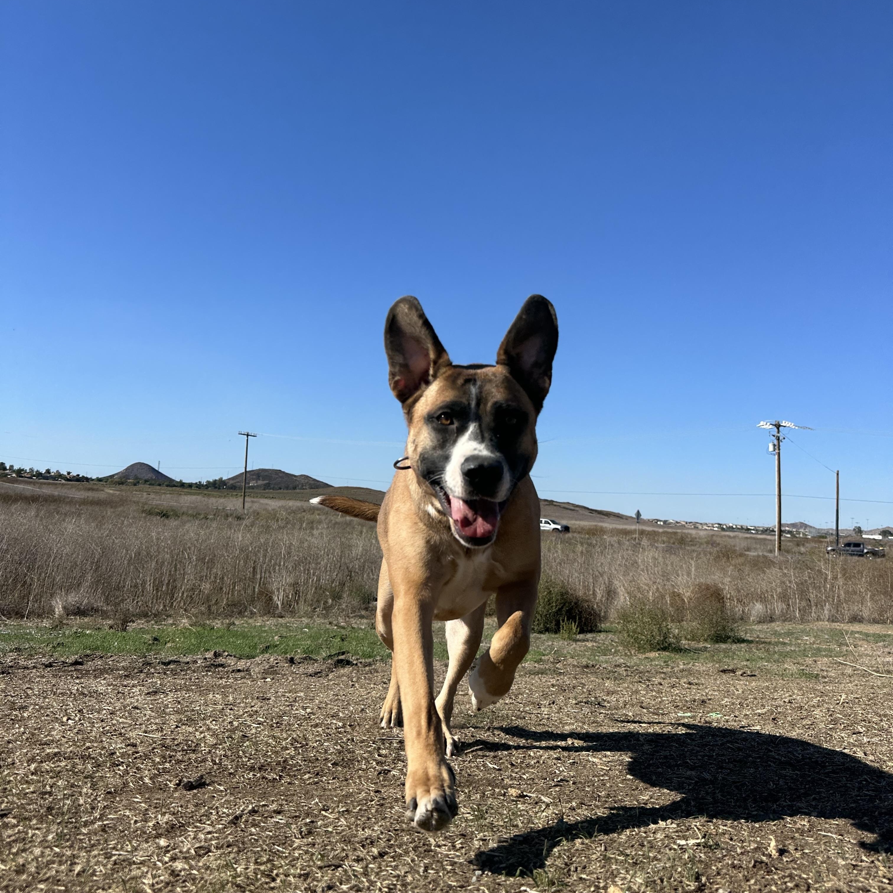 Enlarge Bonnie, a Adoptable mixed breed in Winchester, CA image 4/6