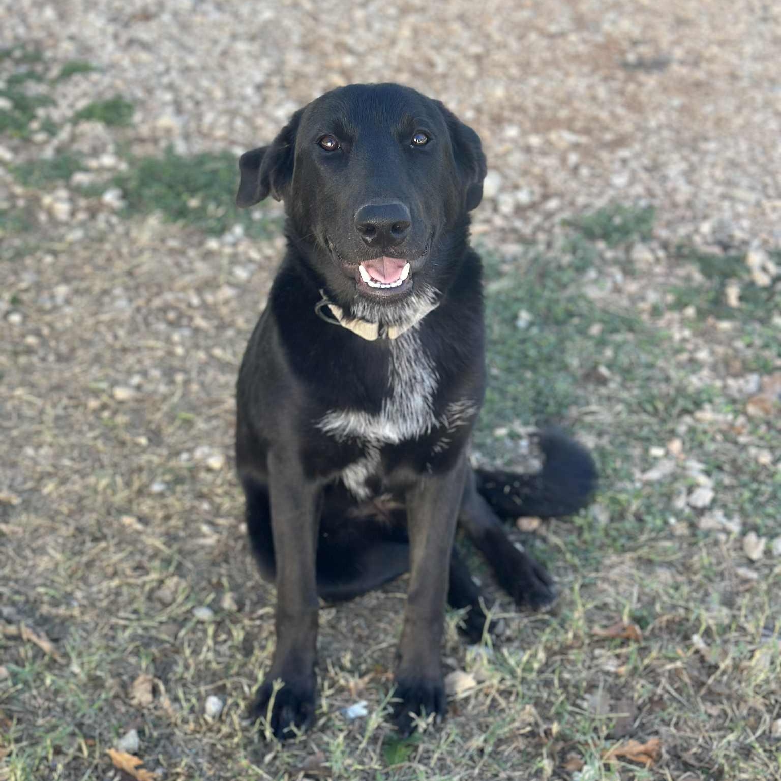Enlarge Valerie, a Adoptable mixed breed in Winchester, VA image 5/6