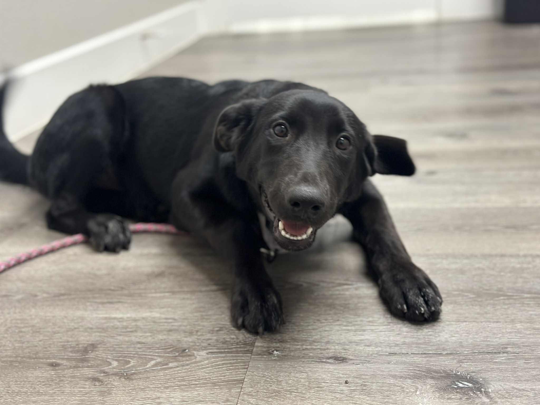 Enlarge Valerie, a Adoptable mixed breed in Winchester, VA image 6/6