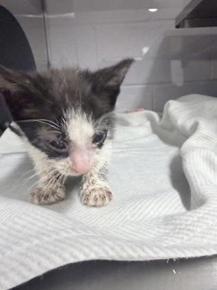 Bernard, Adoptable, Kitten Male Domestic Medium Hair & Domestic Short Hair.