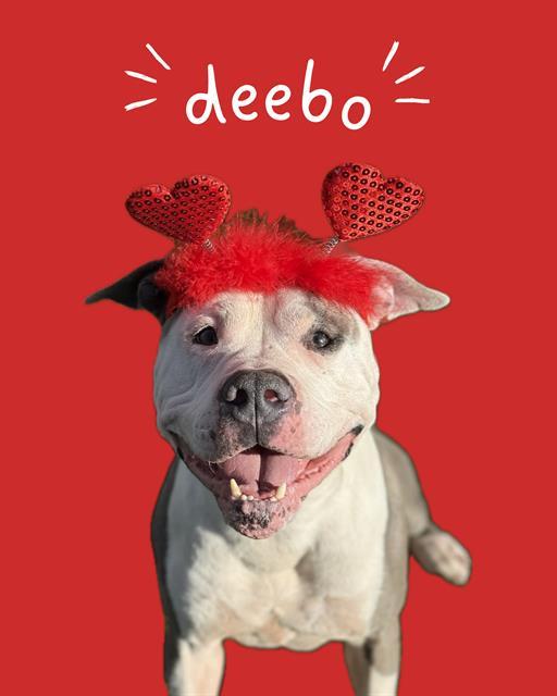 DEEBO, Adoptable, Adult Male Pit Bull Terrier.