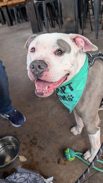 DEEBO, Adoptable, Adult Male Pit Bull Terrier.