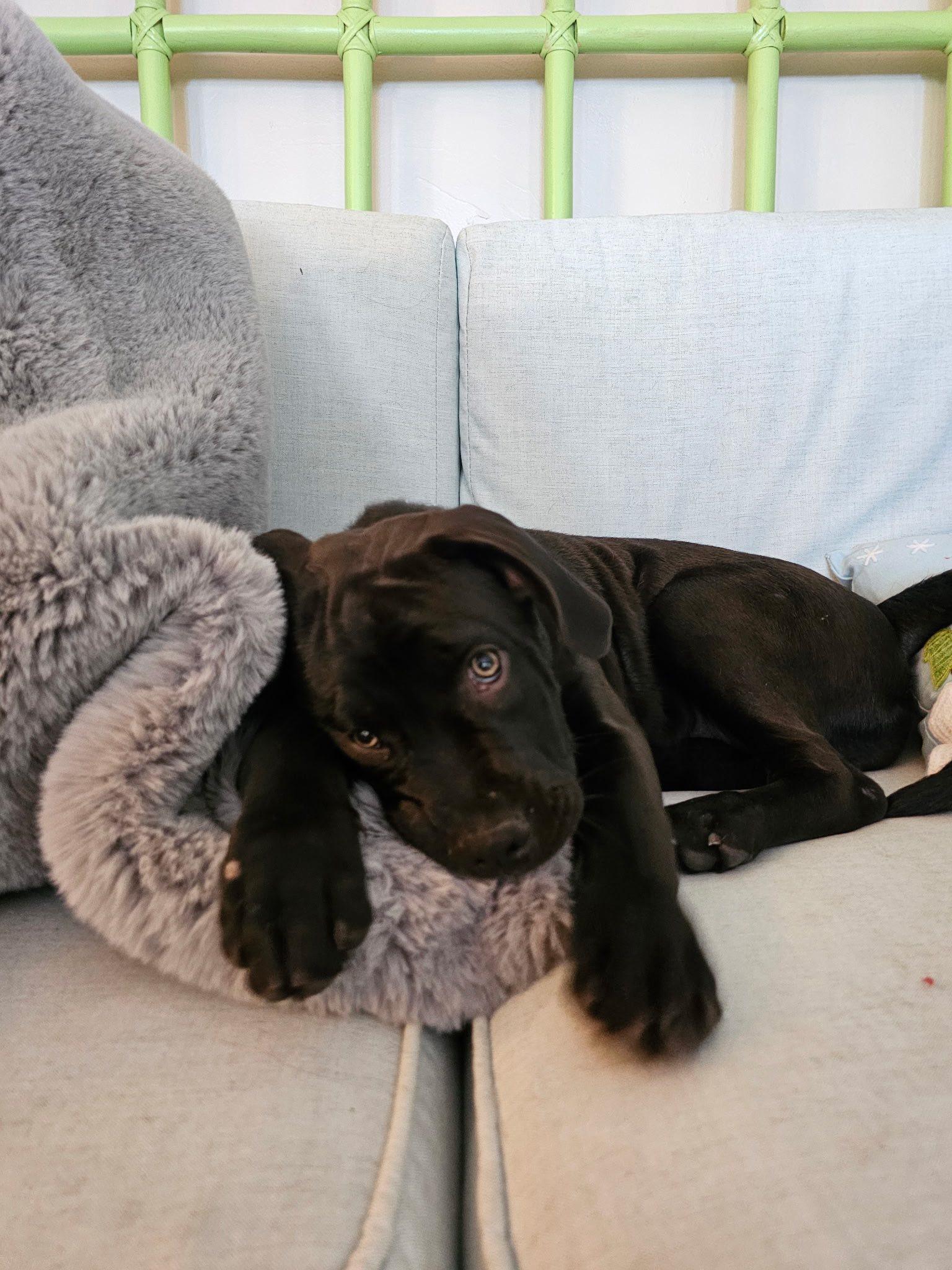 Enlarge Minnie, a ADOPTABLE mixed breed in Saint Petersburg, FL image 1/1