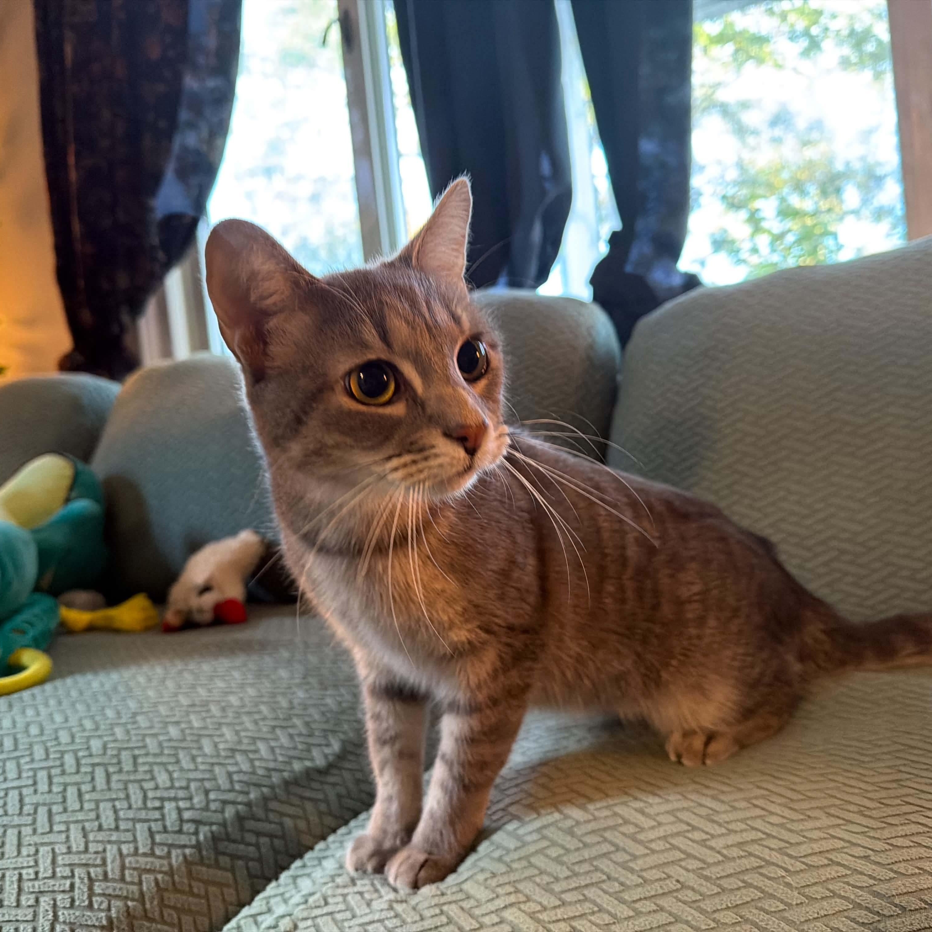Widget photo