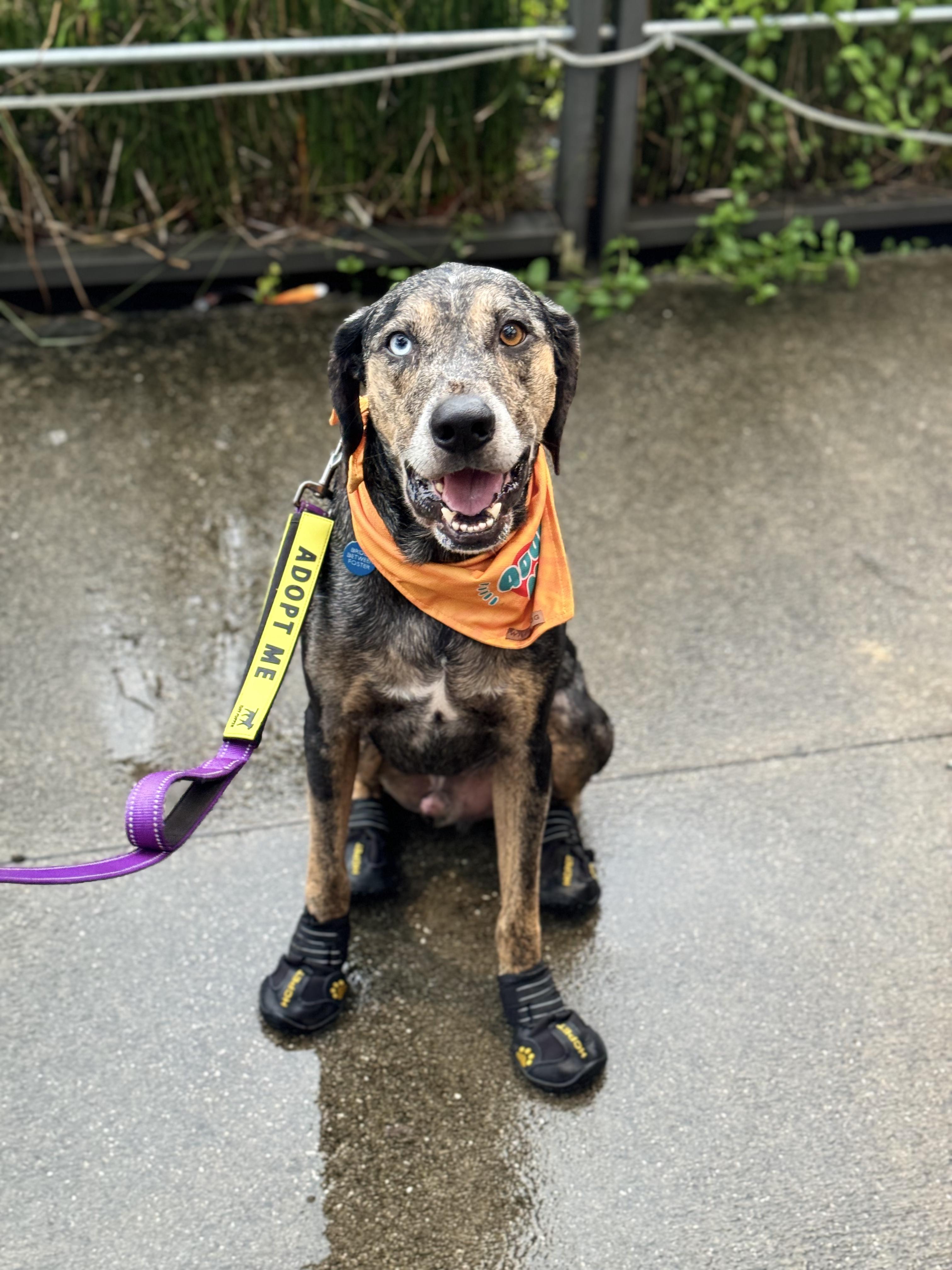 River, a Adoptable Catahoula Leopard Dog in charleston, SC image 2/6