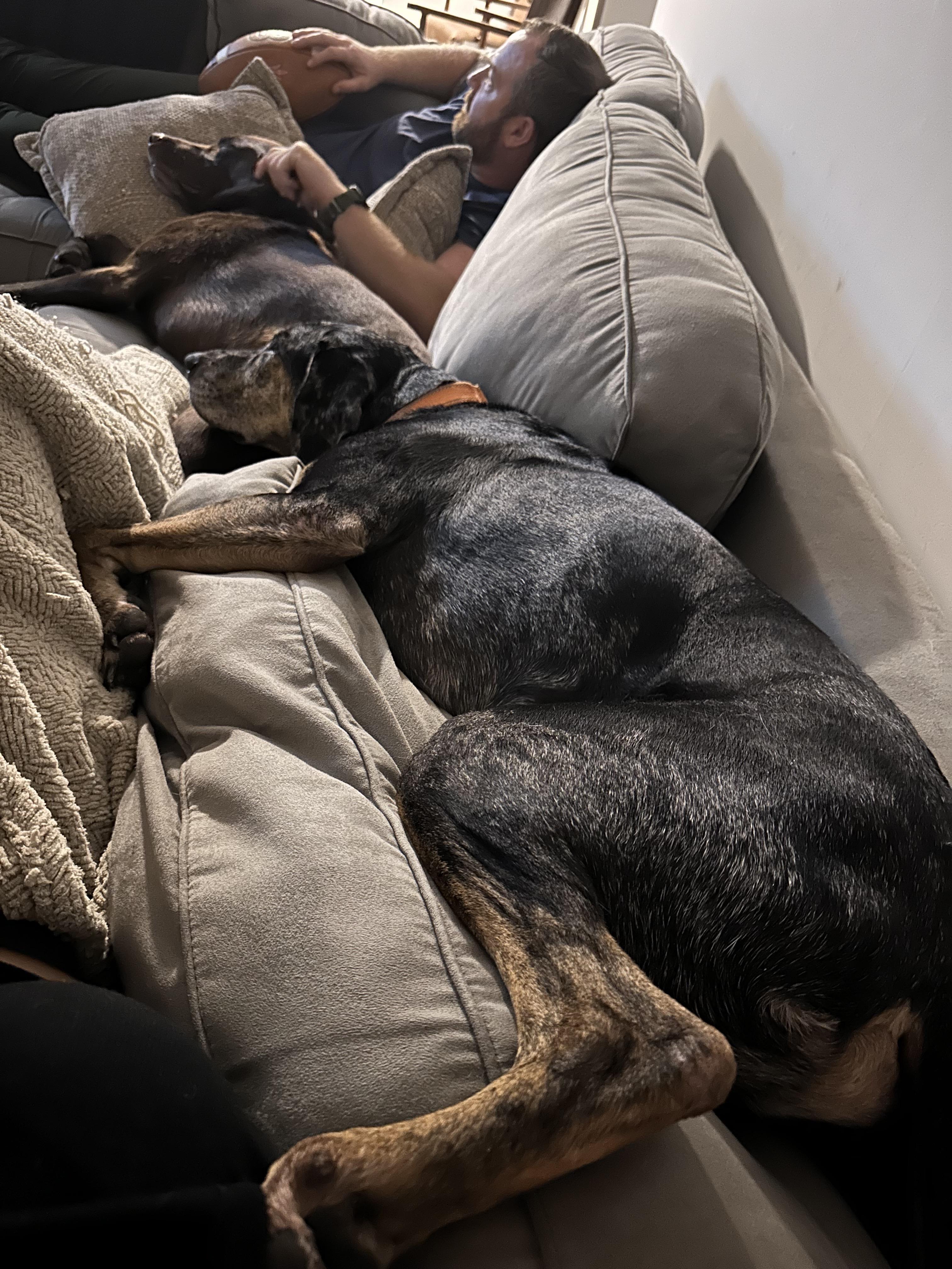 River, a Adoptable Catahoula Leopard Dog in charleston, SC image 6/6