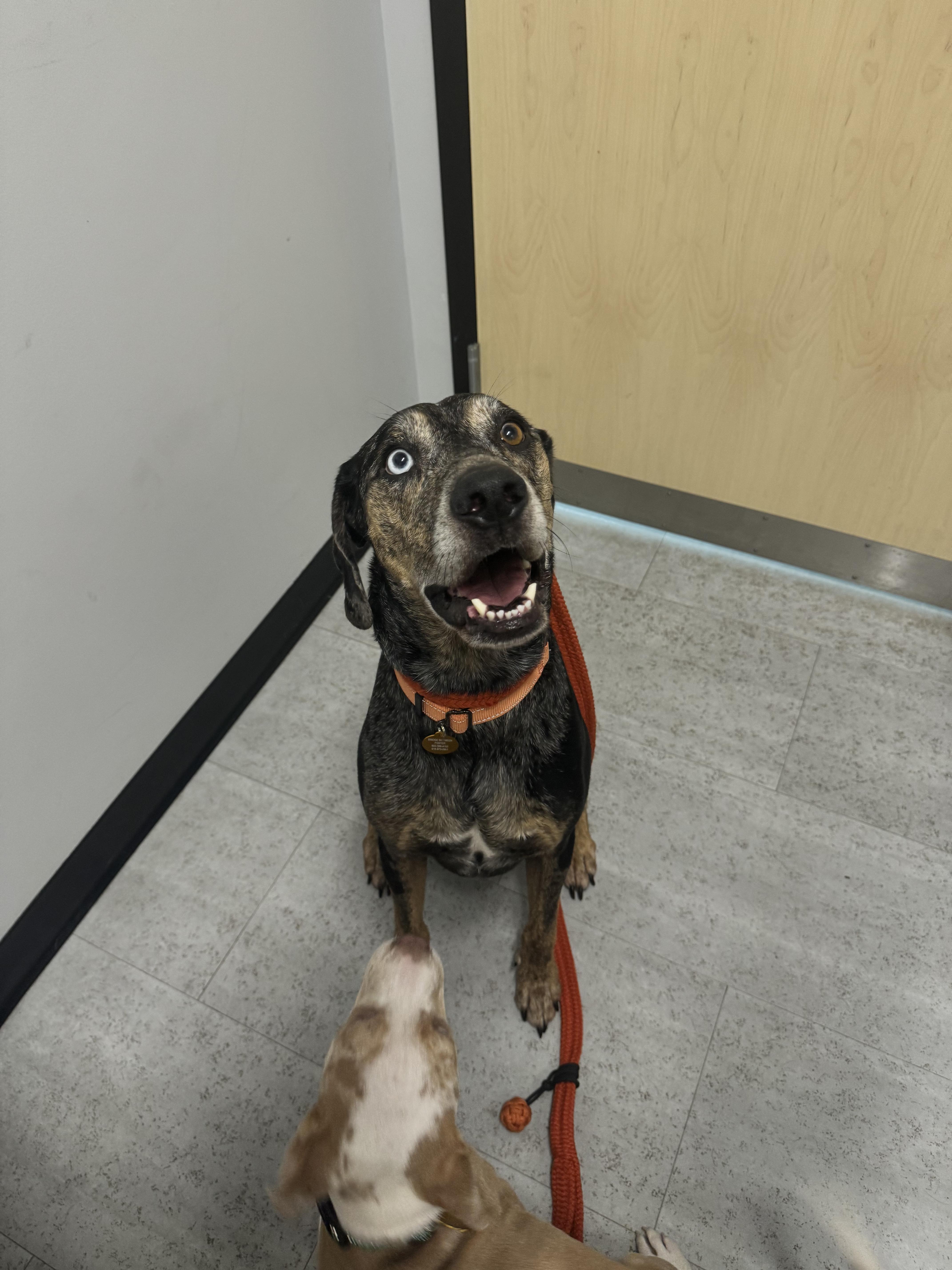 River, a Adoptable Catahoula Leopard Dog in charleston, SC image 4/6